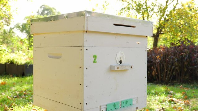 Paseka, beehive bee. Home for bees.