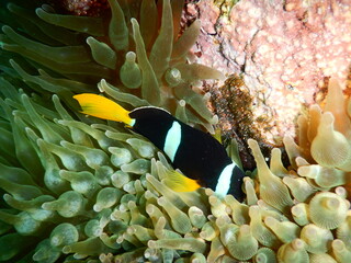 伊豆の海でダイビング中に見かけた岩に産み付けた卵を一生懸命育てるクマノミ