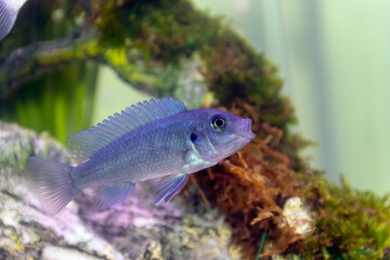 Obraz na płótnie Canvas Blue Malawai Cichlid fish in a tank