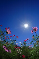 cosmos 秋のコスモス