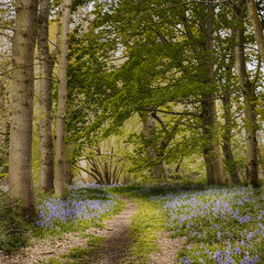 Bluebells and trees on british natural forest