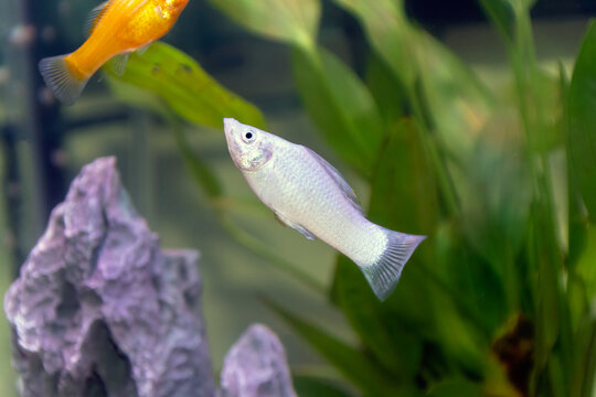 A silver common Molly fish in a tank