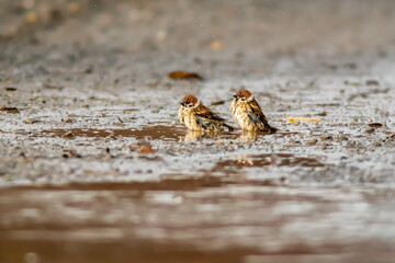 sparrow observes nature and looks for food