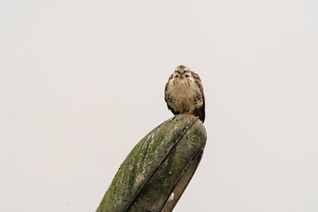 buzzard watches nature and looks for prey