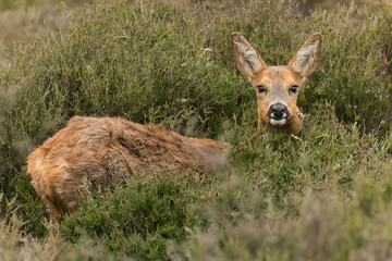 Eye contact with deer hidden in the bushes