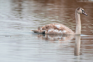 beautiful young brown swan swims on a pond © Mario Plechaty