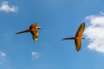Golden and blue Macaw parrots (Ara ararauna) flying in the air.