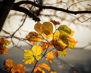 Bunde Herbstblätter