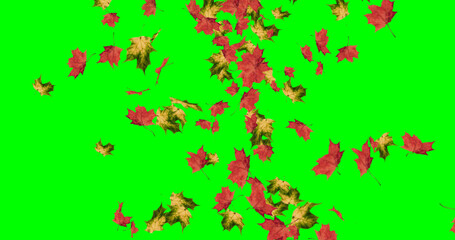Concept leaves in autumn on green screen