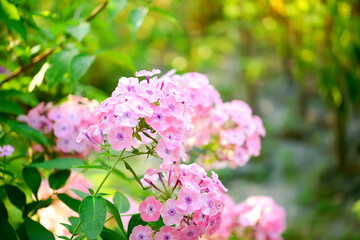 Garden phlox (Phlox paniculata), vivid summer flowers. Blooming branches of  phlox in the garden on a sunny day. Soft blurred selective focus.