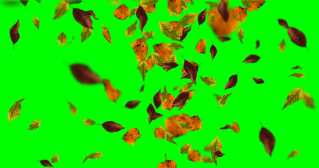 Concept leaves in autumn on green screen