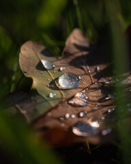 Tropfen auf Herbstblatt