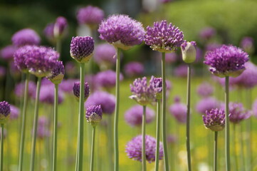 flowers in the garden