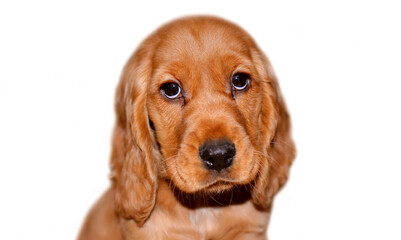 English Cocker Spaniel, puppy, 3 months old, portrait on white background