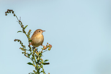 Zitting cisticola (Cisticola juncidis) bird perched on plant with sky background