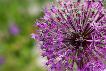 Purple beautiful flower close-up, on a green background