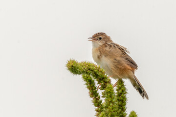 Zitting cisticola (Cisticola juncidis) singing on plant on white background