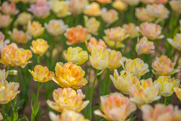 茨城県　ひたち海浜公園　チューリップ
