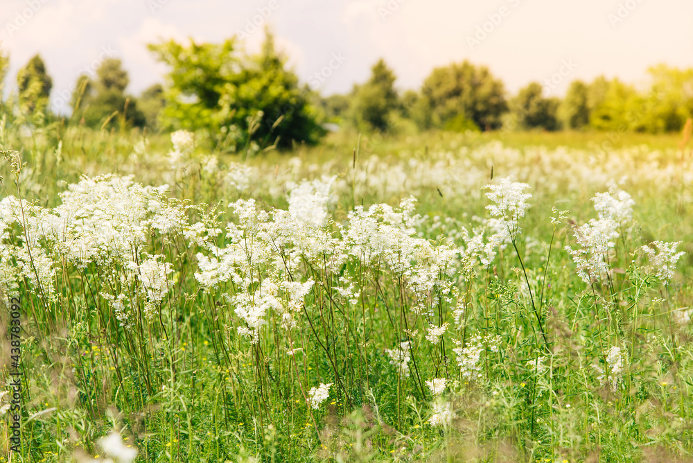 Poster Meadowsweet, or Labaznik (lat. Filipéndula) is a genus of perennial grasses of the Rosaceae family. Meadow on a summer day.