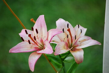 flower, pink, 