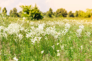 Fototapeta premium Meadowsweet, or Labaznik (lat. Filipéndula) is a genus of perennial grasses of the Rosaceae family. Meadow on a summer day.