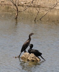 Indian coromant is medium sized bronze brown coromant.