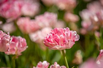 茨城県　ひたち海浜公園　チューリップ