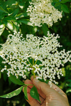 Elder tree. Sambucus nigra.