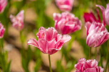 Naklejka premium 茨城県 ひたち海浜公園 チューリップ