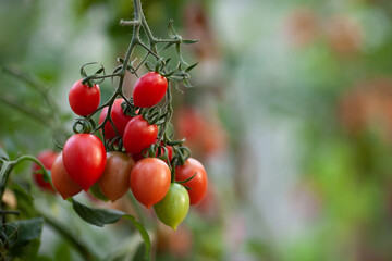 Big branch of cherry tomatoes in a greenhouse, close up. Organic vegetables, natural food, harvest time. Eco farm. Selective focus.