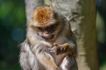 Barbary macaques in an animal park.