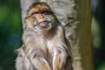 Barbary macaques in an animal park.