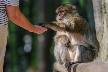 Barbary macaque taking food from a person's hand.