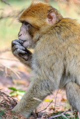 Barbary macaques in an animal park.