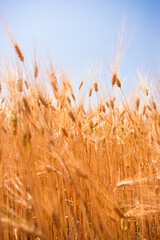 Wheat fields. Ears of golden wheat close up. Beautiful Nature Landscape. Rural landscapes in shining sunlight. Background of the ripening of the ears of a wheat field. Rich harvest concept.