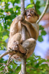 Barbary macaques in an animal park.