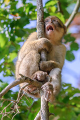 Barbary macaques in an animal park.