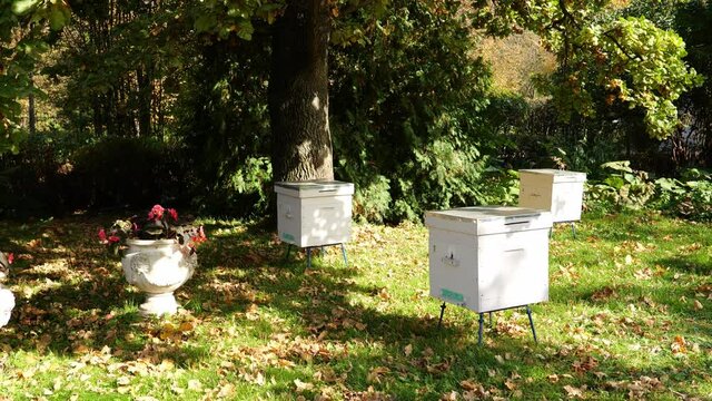 Paseka, beehive bee. Home for bees.