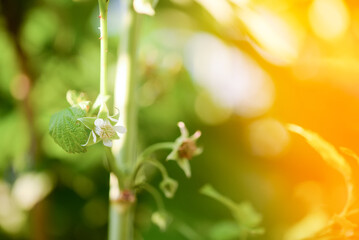 Raspberry flower on a bush
