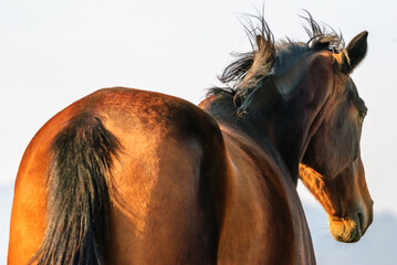 Portrait of horses in a pasture.