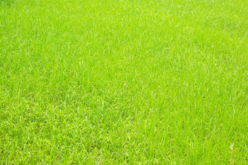 Green grass background texture. Element of design.