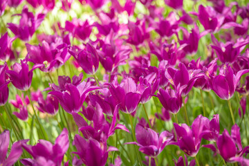 茨城県　ひたち海浜公園　チューリップ