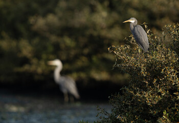 Western reef heron perched on mangrove at Tubli bay, Bahrain. A grey heron can be seen resting at...