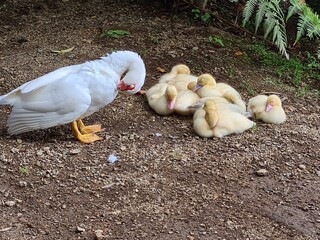 chickens in the farm