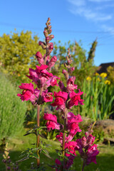 Antirrinhum flowers, also known as Snapdragon