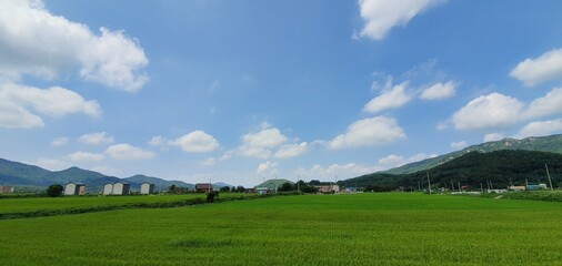 Green rice paddies under the blue sky
