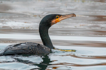 cormorant observes nature and looks for food
