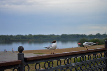 seagull on the pier