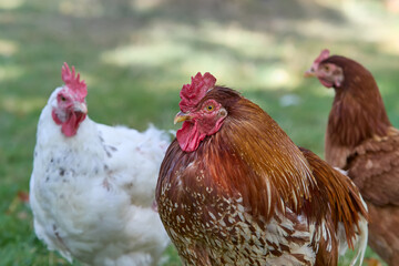 Portrait of a red rooster with two chickens