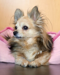Portrait of a female chihuahua sitting on the floor